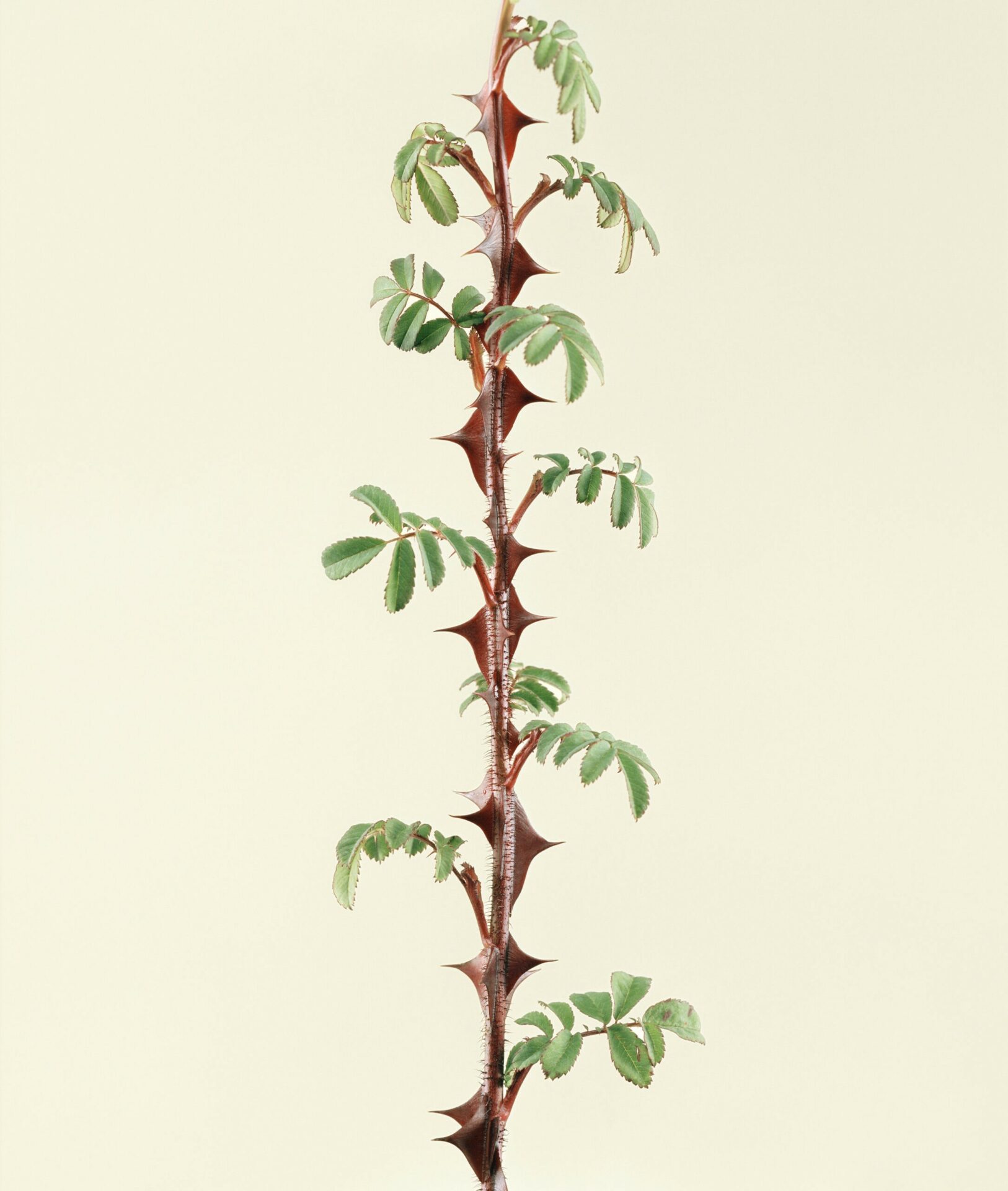 Thorny_Spine