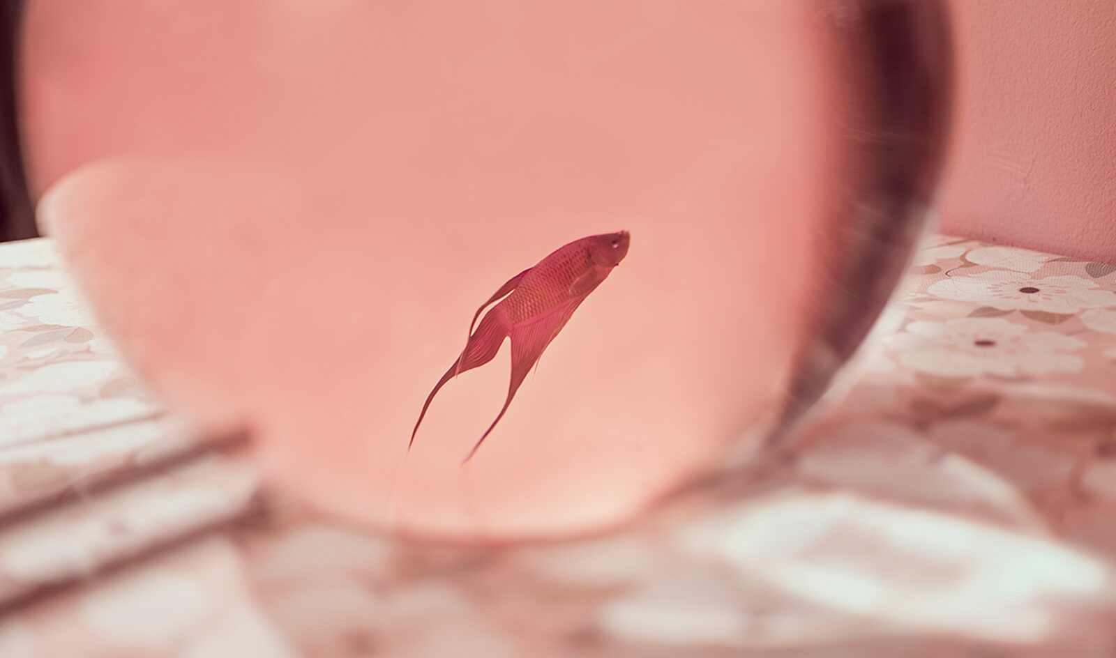 02.IsolatedAlienatedOnView per forma